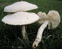 Mushrooms are older than we thought