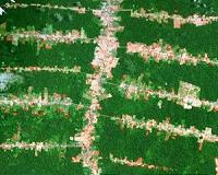Amazon deforestation for January hits record