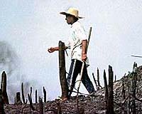 Reproducing Amazon Soils Could Boost Fertility And Scrub Carbon