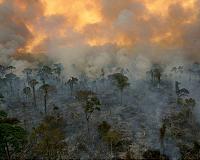 Amazon risks combusting with twin fire, virus crises