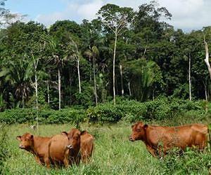 Brazil grocers pledge to shun Amazon meat