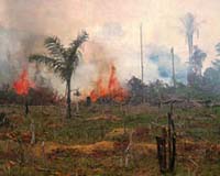 DMCii Satellite Imaging Helps Dramatically Reduce Deforestation Of Amazon Basin