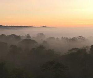Amazon rainforest more able to withstand drought than previously thought