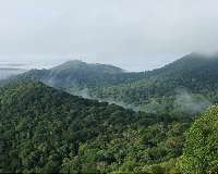 Tropical trees use unique method to resist drought