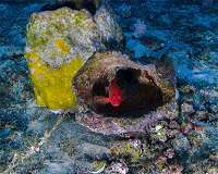 Scientists fight to save unique Guiana coral reef