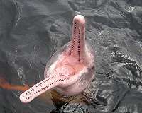 Researchers tag Amazon dolphins for the first time