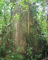 Amazon 2050 Implementing Law Could Save Massive Area Of Rainforest