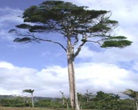 Extinction Most Likely For Rare Trees In The Amazon Rainforest