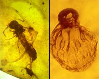 Discovery In Amber Reveals Ancient Biology Of Termites