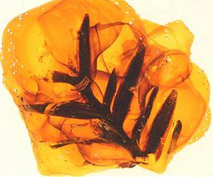 Fossil in amber shows ancient reproduction process of flowering plants