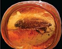 Ancient geographic and genomic history of cockroach traced back to last supercontinent