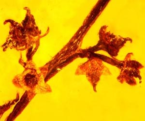 Amber fossil reveals ancient reproduction in flowering plants