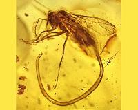 Can a parasitic fly inspire a new generation of hearing aids?