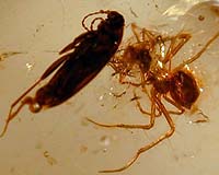 Amber Reveals Ecology Of 30 Million Year Old Spiders