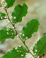 Embosymbiont Offers Clues To How Plants Came To Be