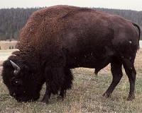 A changing season means a changing diet for bison