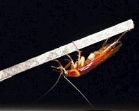 CWRU biologists find keys to driving a cockroach