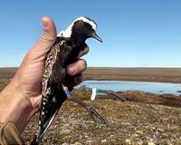 Tiny plants ride on the coattails of migratory birds