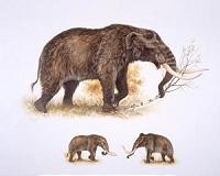 American mastodons made warm Arctic, subarctic temporary home