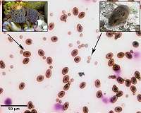Biologists use fossils to pinpoint when mammal and dinosaur ancestors became athletes