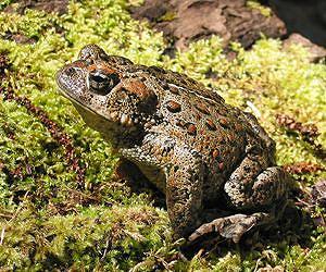 Predicting future threats for global amphibian biodiversity