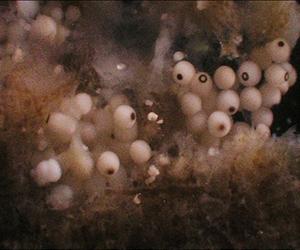 Sponge Shines Light On Life's Origin