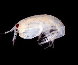 New marine species discovered in Pacific Ocean