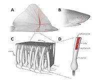 Proton-conducting material found in electrosensory organs of sharks