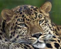 Leopard poop reveals dogs to be cats' favorite meal in India