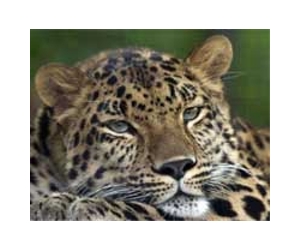 Malaysian raid yields endangered wildlife haul