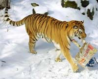 Tigers Disappear From Himalayan Refuge
