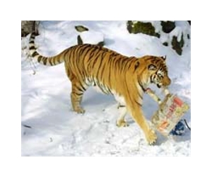 Escaped Siberian tiger shot dead in East China park