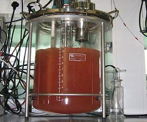 Bacteria forge nitrogen from nitric oxide