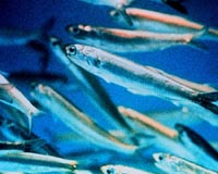 Scientists swim with millions of anchovies in San Diego
