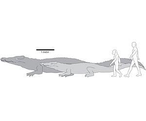 UI professor identifies largest known crocodile