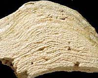 New Approach Helps Expand Study Of Living Fossils