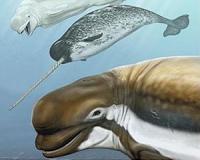 DNA proves Greenland man spotted first known beluga-narwhal