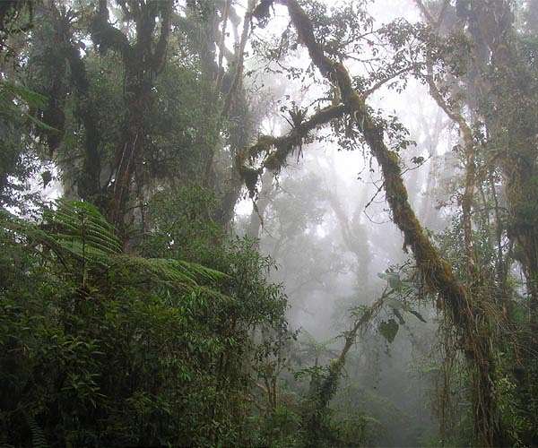 Fossil plants reveal lush southern hemisphere forests in ancient hothouse climate
