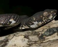 A 'transitional fossil' debunked