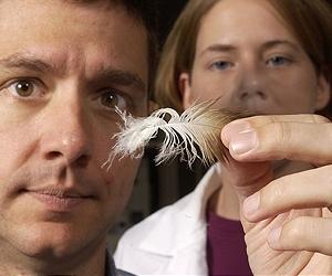 DNA Better Than Eyes When Counting Endangered Species