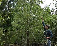 Bacteria in branches naturally fertilize trees