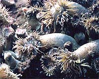 Anemone Armies Battle To A Standoff