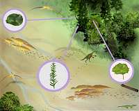 Researchers add new finds to fossil record for angiosperm trees