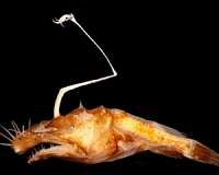 Researcher discovers a new deep-sea fish species
