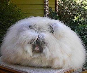 Chinese farms torture angora rabbits for fur: PETA