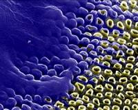 New phagocytosis model predicts which cells can eat other cells