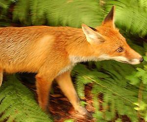 A new model for understanding biodiversity