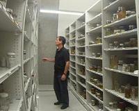 Half of all natural history specimens may have the wrong name