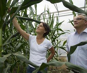 Corn: Many active genes - high yield