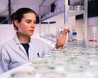 Hydrogen production: This is how green algae assemble their enzymes